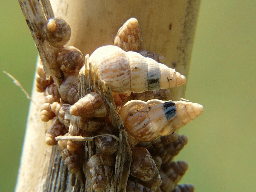 Cochlicella